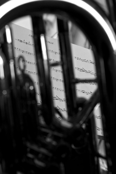 A_occidentale_20